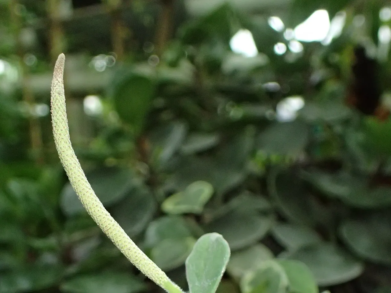 Peperomia hirta