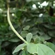 Peperomia hirta