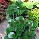 Baby rubber plant
