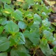 Peperomia pellucida