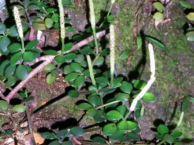 Peperomia tetraphylla