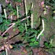 Peperomia tetraphylla