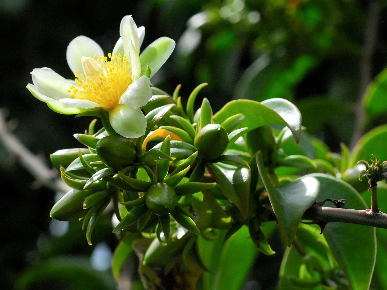 Pereskia aculeata