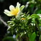 Pereskia aculeata