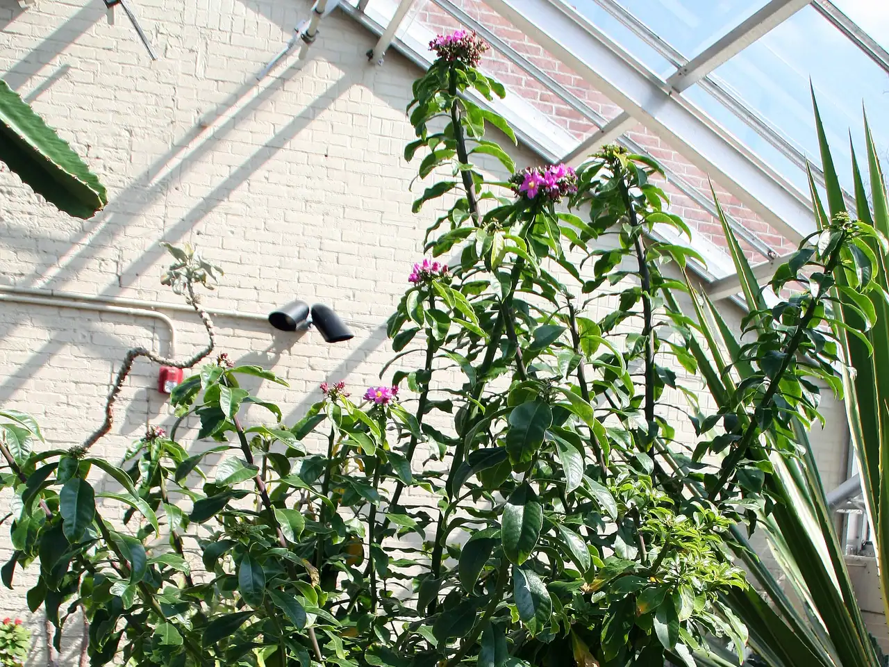 Pereskia grandifolia