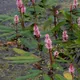 Amphibious bistort