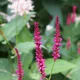 Red bistort