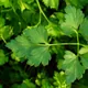 Parsley