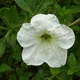 Petunia axillaris