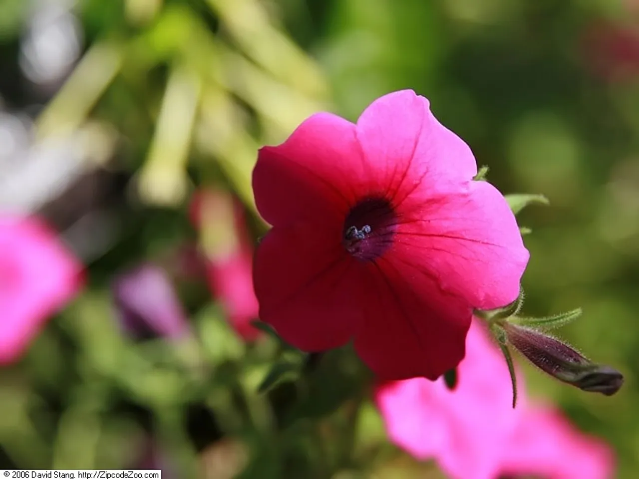 Violet petunia