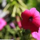 Violet petunia