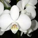 Moon orchid
