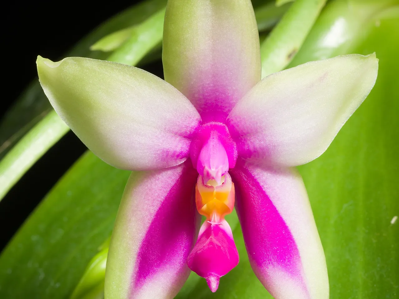 Phalaenopsis bellina