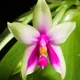 Phalaenopsis bellina