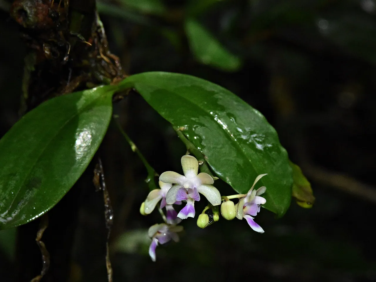 Phalaenopsis deliciosa