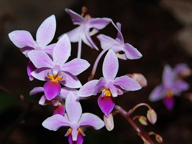 Phalaenopsis equestris