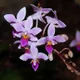 Phalaenopsis equestris