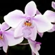 Phalaenopsis schilleriana