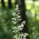 Reed canary grass