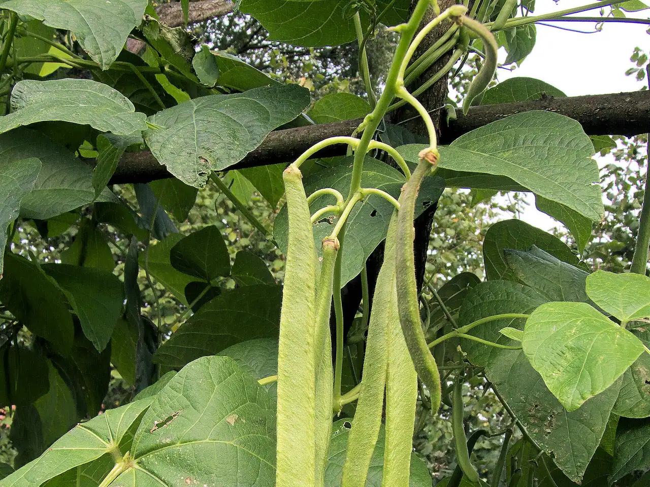 Snap bean