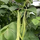 Snap bean