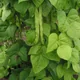 Common bean