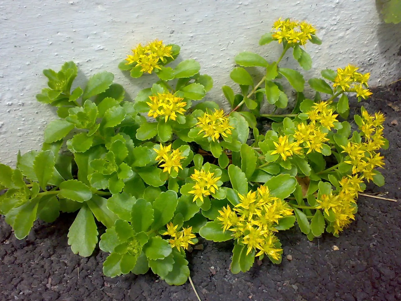 Orange stonecrop