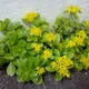 Orange stonecrop