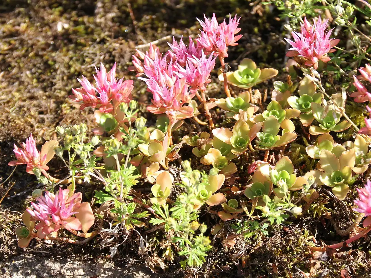 Sedum spurium