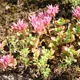 Sedum spurium