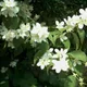 English dogwood