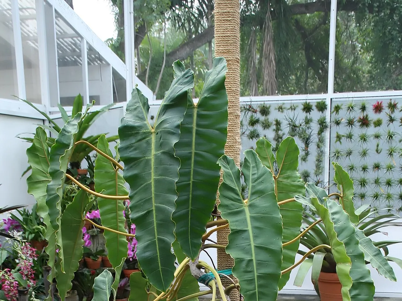 Philodendron billietiae