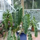 Philodendron billietiae