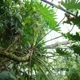 Tree philodendron