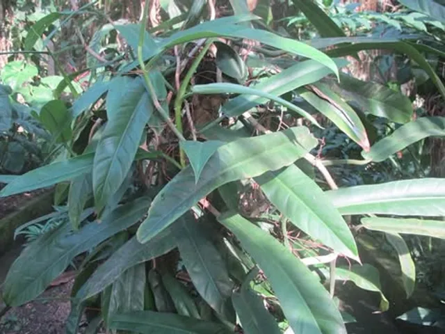 Philodendron burle-marxii