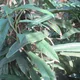 Philodendron burle-marxii