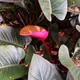Blushing philodendron