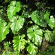 Philodendron giganteum
