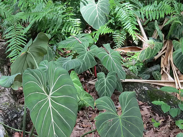 Philodendron gloriosum