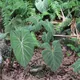 Philodendron gloriosum