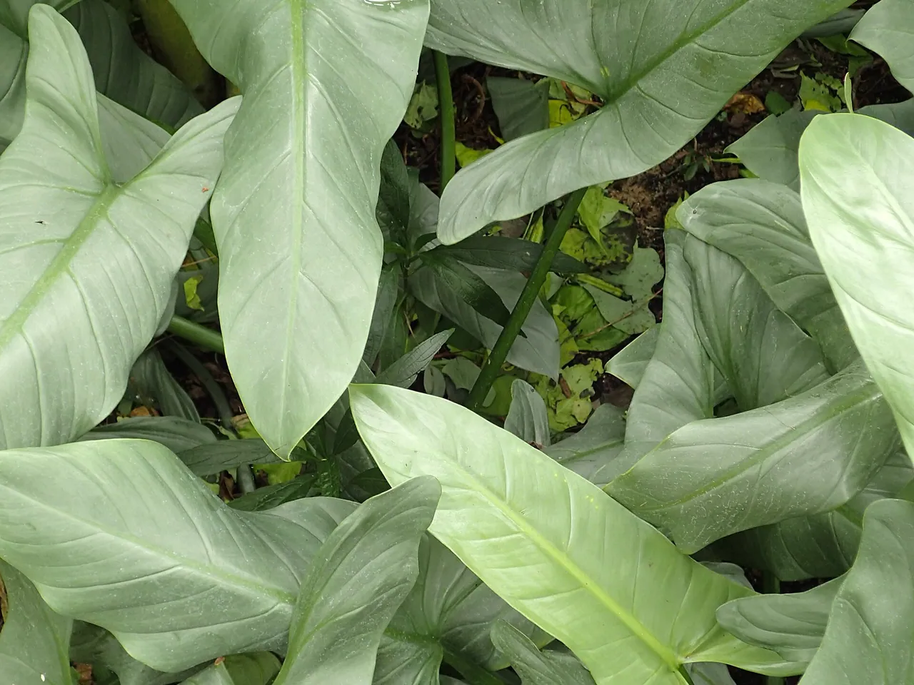 Silver philodendron