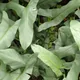 Silver philodendron