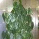 Heartleaf philodendron