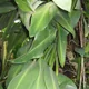 Philodendron martianum