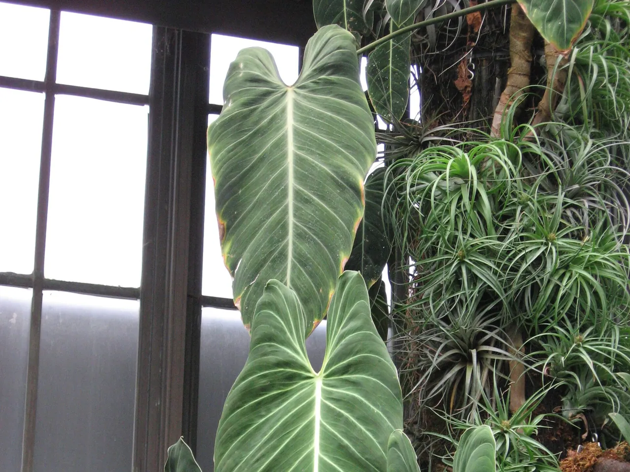 Philodendron melanochrysum