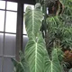 Philodendron melanochrysum