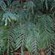 Polypodium aureum