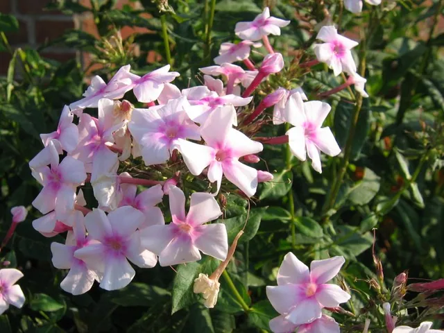 Garden phlox