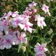 Garden phlox