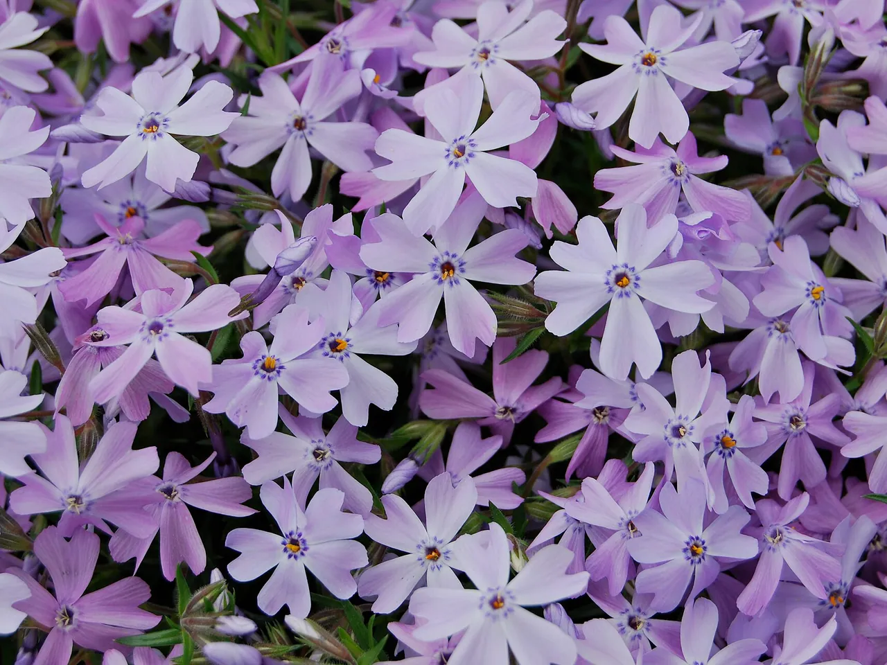 Phlox subulata